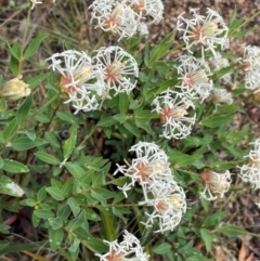 Pimelea treyvaudii (Grey Riceflower) at Paddys River, ACT - 2 Dec 2023 by JaneR