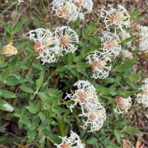 Pimelea treyvaudii at Gibraltar Pines - 2 Dec 2023