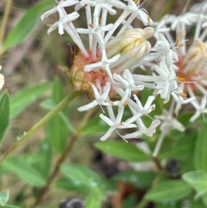 Pimelea treyvaudii at Gibraltar Pines - 2 Dec 2023