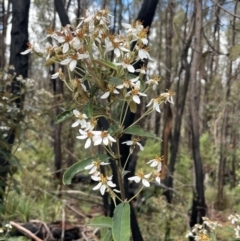 Olearia megalophylla (Large-leaf Daisy-bush) at Paddys River, ACT - 2 Dec 2023 by JaneR