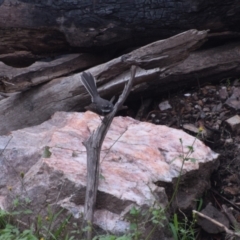 Rhipidura albiscapa (Grey Fantail) at Surf Beach, NSW - 30 Nov 2023 by LyndalT