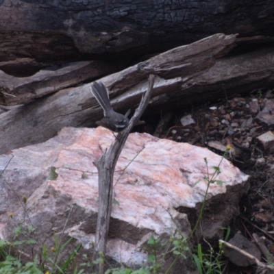 Rhipidura albiscapa (Grey Fantail) at Surf Beach, NSW - 30 Nov 2023 by LyndalT