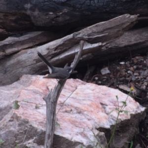 Rhipidura albiscapa at Surf Beach, NSW - 30 Nov 2023