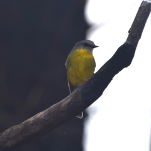 Eopsaltria australis at Surf Beach, NSW - 30 Nov 2023