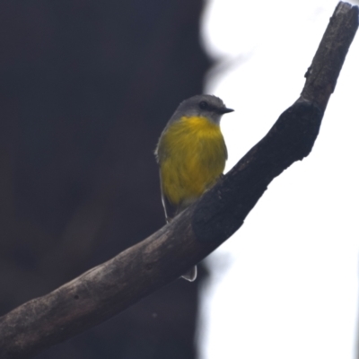 Eopsaltria australis (Eastern Yellow Robin) at Surf Beach, NSW - 30 Nov 2023 by LyndalT