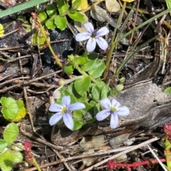 Lobelia pedunculata (Matted Pratia) at Paddys River, ACT - 2 Dec 2023 by JaneR