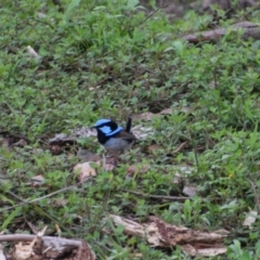 Malurus cyaneus (Superb Fairywren) at Surf Beach, NSW - 30 Nov 2023 by LyndalT