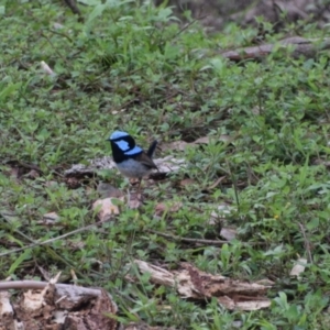 Malurus cyaneus at Surf Beach, NSW - 30 Nov 2023 03:35 PM