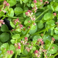 Gonocarpus micranthus subsp. micranthus (Creeping Raspwort) at Paddys River, ACT - 2 Dec 2023 by JaneR