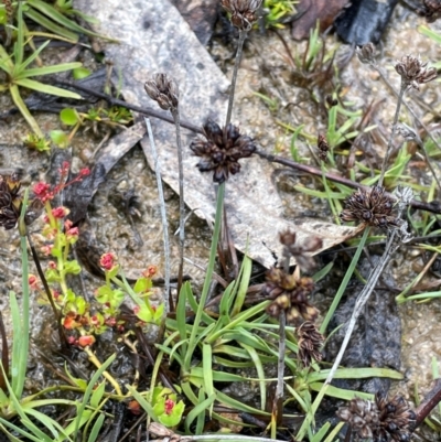 Juncus falcatus (Sickle-leaf Rush) at Paddys River, ACT - 2 Dec 2023 by JaneR