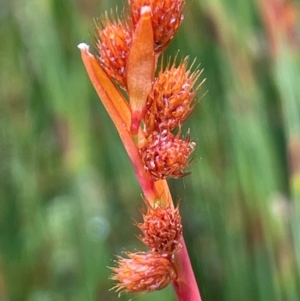 Baloskion australe at Gibraltar Pines - 2 Dec 2023