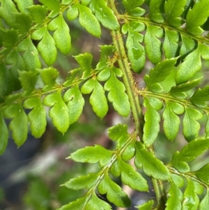 Polystichum proliferum at Gibraltar Pines - 2 Dec 2023