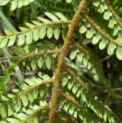 Polystichum proliferum at Gibraltar Pines - 2 Dec 2023