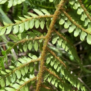 Polystichum proliferum at Gibraltar Pines - 2 Dec 2023