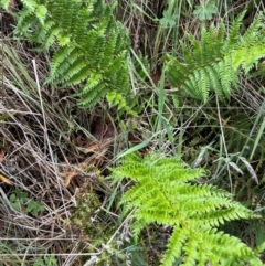 Polystichum proliferum at Gibraltar Pines - 2 Dec 2023 02:14 PM