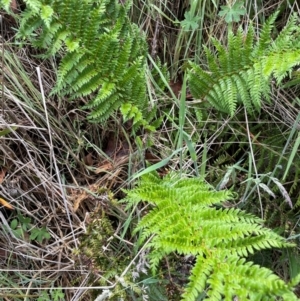 Polystichum proliferum at Gibraltar Pines - 2 Dec 2023