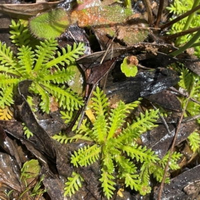 Cotula alpina (Alpine Cotula) at Gibraltar Pines - 2 Dec 2023 by JaneR