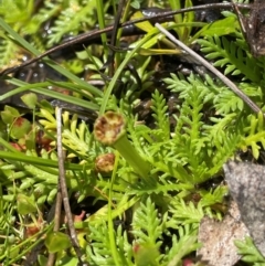 Cotula alpina at Gibraltar Pines - 2 Dec 2023