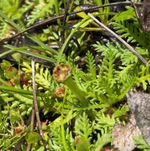 Cotula alpina at Gibraltar Pines - 2 Dec 2023