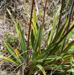 Stylidium armeria subsp. armeria (Trigger Plant) at Gibraltar Pines - 2 Dec 2023 by JaneR