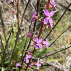 Stylidium armeria subsp. armeria at Gibraltar Pines - 2 Dec 2023