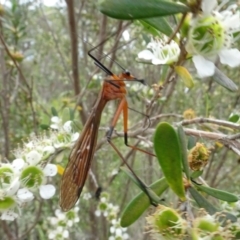 Harpobittacus australis (Hangingfly) at Molonglo Valley, ACT - 1 Dec 2023 by AndyRussell