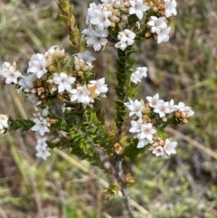 Epacris breviflora (Drumstick Heath) at Paddys River, ACT - 2 Dec 2023 by JaneR
