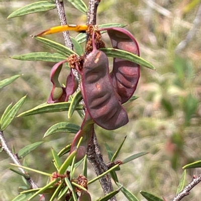 Acacia siculiformis (Dagger Wattle) at Gibraltar Pines - 2 Dec 2023 by JaneR