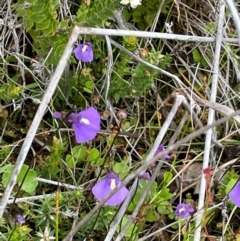 Utricularia dichotoma (Fairy Aprons, Purple Bladderwort) at Gibraltar Pines - 2 Dec 2023 by JaneR