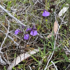 Utricularia dichotoma at Gibraltar Pines - 2 Dec 2023