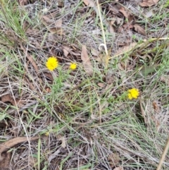 Rutidosis leptorhynchoides (Button Wrinklewort) at Yarralumla, ACT - 3 Dec 2023 by jpittock