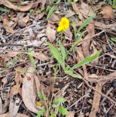 Goodenia pinnatifida (Scrambled Eggs) at Lake Burley Griffin West - 3 Dec 2023 by jpittock