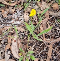 Goodenia pinnatifida (Scrambled Eggs) at Blue Gum Point to Attunga Bay - 3 Dec 2023 by jpittock