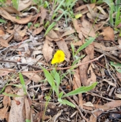 Goodenia pinnatifida at Lake Burley Griffin West - 3 Dec 2023