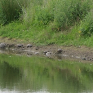 Chelodina longicollis at Wallaroo, NSW - 1 Dec 2023