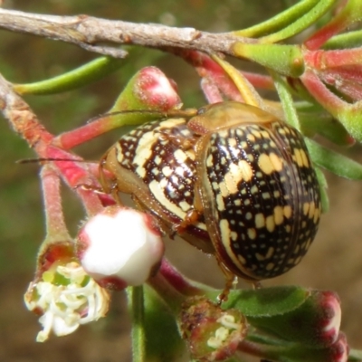 Paropsis pictipennis (Tea-tree button beetle) at Denman Prospect, ACT - 1 Dec 2023 by Christine