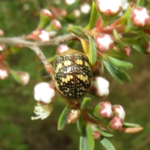 Paropsis pictipennis at Bluetts Block (402, 403, 12, 11) - 1 Dec 2023