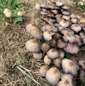Coprinellus etc. at Alpine Shire - 3 Dec 2023 10:04 AM