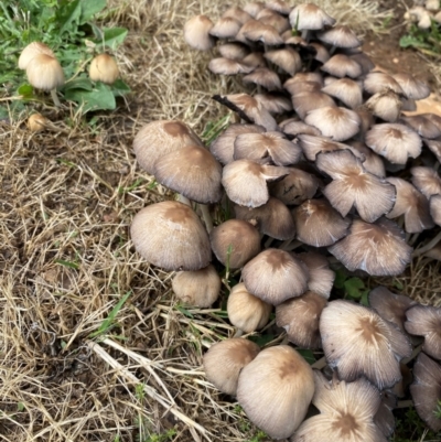 Unidentified Cap on a stem; gills below cap [mushrooms or mushroom-like] at Bright, VIC - 2 Dec 2023 by jksmits