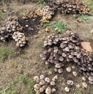 Coprinellus etc. at Alpine Shire - 3 Dec 2023