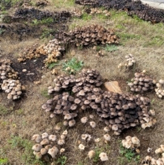 Coprinellus etc. at Alpine Shire - 3 Dec 2023 10:04 AM