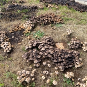 Coprinellus etc. at Alpine Shire - 3 Dec 2023