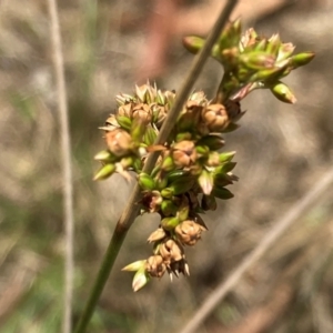 Juncus subsecundus at Campbell, ACT - 3 Dec 2023