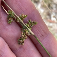 Juncus subsecundus at Campbell, ACT - 3 Dec 2023 10:10 AM