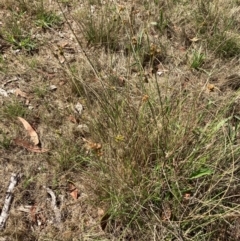 Juncus subsecundus at Campbell, ACT - 3 Dec 2023 10:10 AM