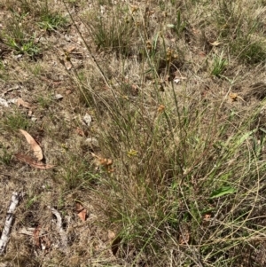 Juncus subsecundus at Campbell, ACT - 3 Dec 2023