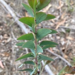 Acacia cultriformis (Knife Leaf Wattle) at Campbell, ACT - 3 Dec 2023 by SilkeSma