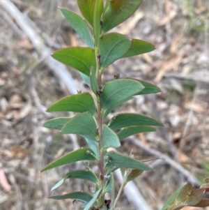 Acacia cultriformis at Campbell, ACT - 3 Dec 2023