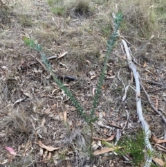 Acacia cultriformis at Campbell, ACT - 3 Dec 2023 11:17 AM