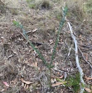 Acacia cultriformis at Campbell, ACT - 3 Dec 2023